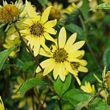 Helianthus 'Lemon Queen' P9 - afbeelding 3