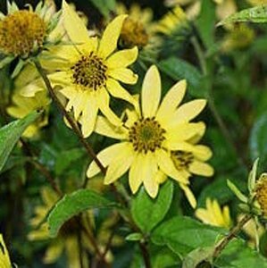 Helianthus 'Lemon Queen' P9 - afbeelding 3