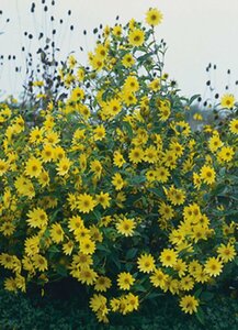 Helianthus 'Lemon Queen' P9 - afbeelding 4
