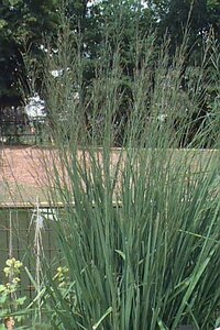 Molinia arundinacea 'Karl Foerster' P9