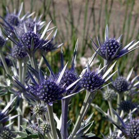 Eryngium bourgatii P9 - afbeelding 4