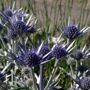 Eryngium bourgatii P9 - afbeelding 4