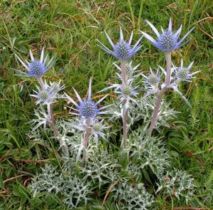 Eryngium bourgatii P9 - afbeelding 2