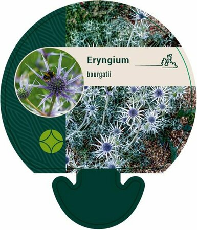 Eryngium bourgatii P9 - afbeelding 5
