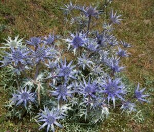 Eryngium bourgatii P9 - afbeelding 3