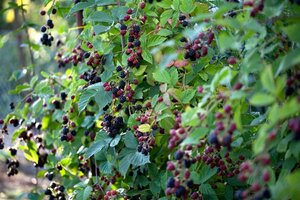 Rubus frut. 'Thornless Evergreen' 50/60 C. 