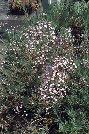 Gypsophila paniculata 'Bristol Fairy' P9 - afbeelding 1