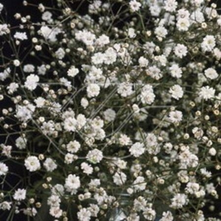 Gypsophila paniculata 'Bristol Fairy' P9 - afbeelding 2