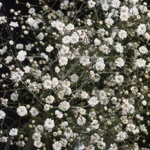 Gypsophila paniculata 'Bristol Fairy' P9 - afbeelding 2