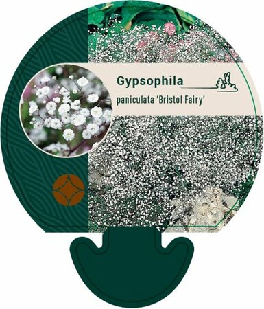 Gypsophila paniculata 'Bristol Fairy' P9 - afbeelding 3