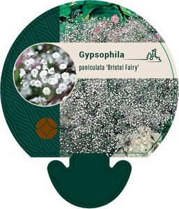 Gypsophila paniculata 'Bristol Fairy' P9 - afbeelding 3