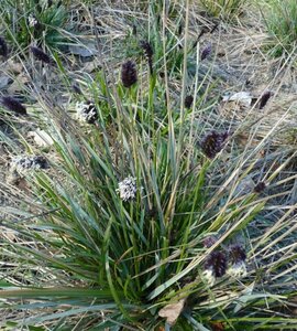 Sesleria heufleriana P9