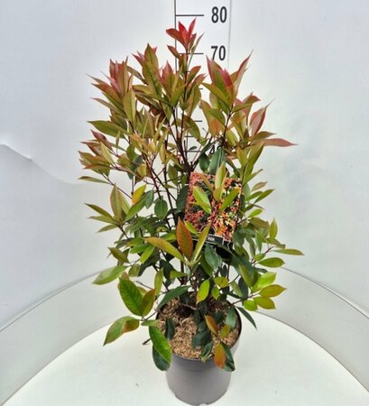 Photinia fraseri 'Red Robin' - afbeelding 6