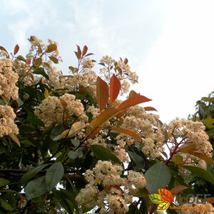 Photinia fraseri 'Red Robin' - afbeelding 9