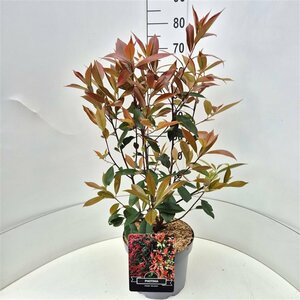 Photinia fraseri 'Red Robin' - afbeelding 3