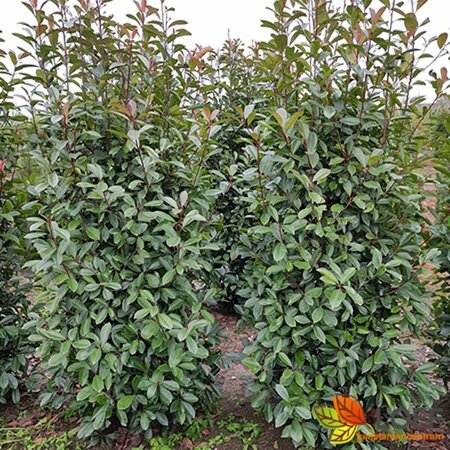 Photinia fraseri 'Red Robin' - afbeelding 7