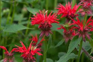 Monarda 'Gardenview Scarlet' P9 - afbeelding 3