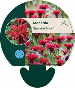 Monarda 'Gardenview Scarlet' P9