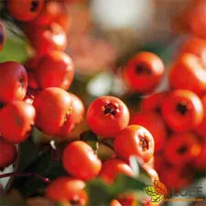 Pyracantha 'Dart's Red' Haagelement 120x155
