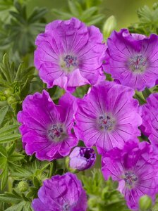 Geranium sanguineum 'Max Frei' P9 - afbeelding 4