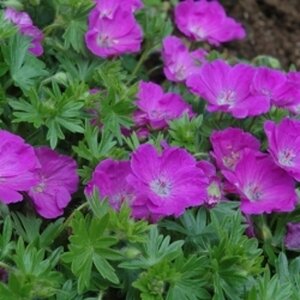 Geranium sanguineum 'Max Frei' P9 - afbeelding 5