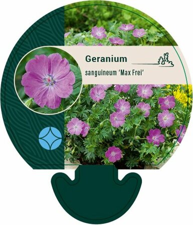 Geranium sanguineum 'Max Frei' P9 - afbeelding 2