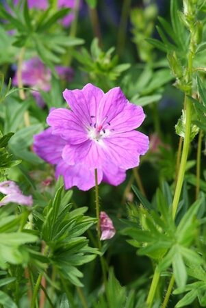 Geranium sanguineum 'Max Frei' P9 - afbeelding 6