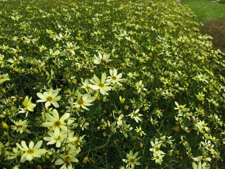 Coreopsis verticillata 'Moonbeam' P9 - afbeelding 5