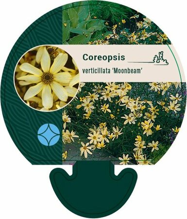 Coreopsis verticillata 'Moonbeam' P9 - afbeelding 2