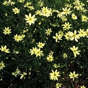 Coreopsis verticillata 'Moonbeam' P9 - afbeelding 6