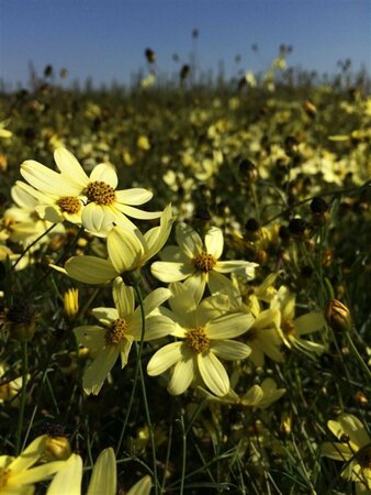 Coreopsis verticillata 'Moonbeam' P9 - afbeelding 4