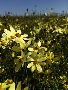 Coreopsis verticillata 'Moonbeam' P9 - afbeelding 4