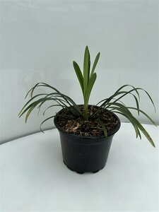Liriope muscari 'Monroe White' C2