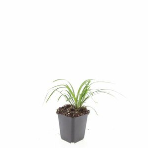 Liriope muscari 'Monroe White' C2 - afbeelding 5