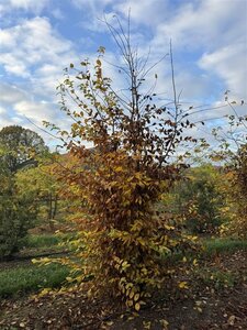 Carpinus betulus - afbeelding 2