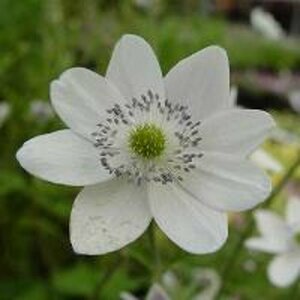 Anemone leveillei P9 - afbeelding 3
