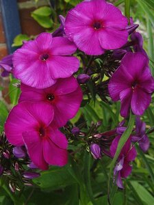 Phlox paniculata 'Düsterlohe' P9