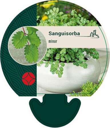 Sanguisorba minor P9 - afbeelding 2