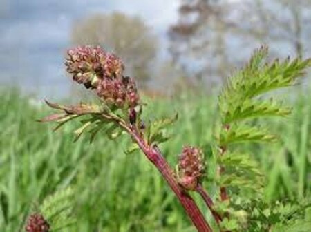 Sanguisorba minor P9 - afbeelding 1