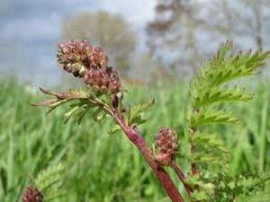 Sanguisorba minor P9