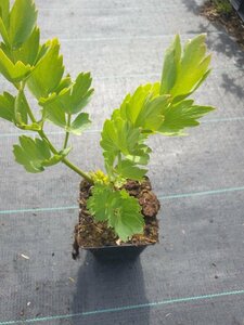 Levisticum officinale P9 - afbeelding 7