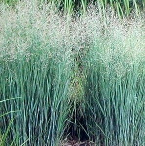 Panicum virgatum 'Heavy Metal' C2 - afbeelding 5