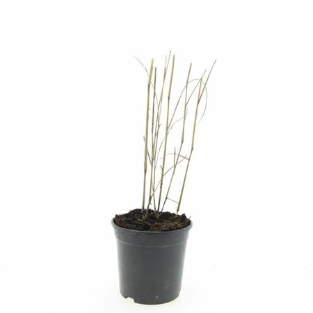 Panicum virgatum 'Heavy Metal' C2 - afbeelding 2
