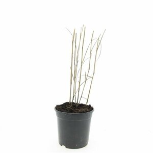 Panicum virgatum 'Heavy Metal' C2 - afbeelding 2