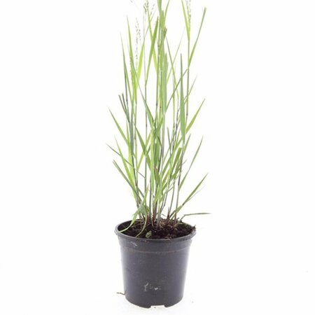 Panicum virgatum 'Heavy Metal' C2 - afbeelding 7