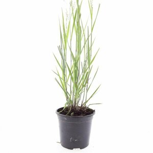 Panicum virgatum 'Heavy Metal' C2 - afbeelding 7