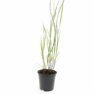Panicum virgatum 'Heavy Metal' C2 - afbeelding 4