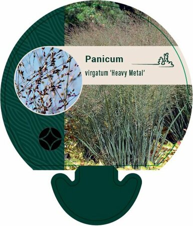 Panicum virgatum 'Heavy Metal' C2 - afbeelding 1