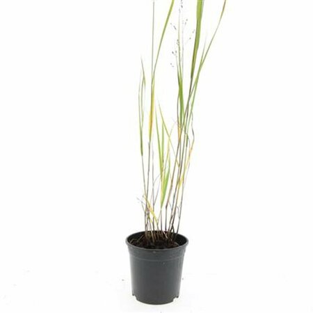 Panicum virgatum 'Heavy Metal' C2 - afbeelding 3