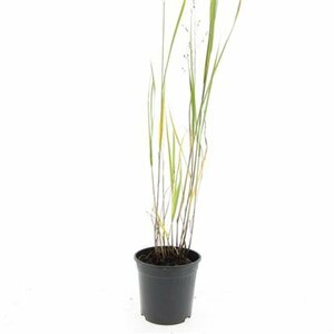 Panicum virgatum 'Heavy Metal' C2 - afbeelding 3